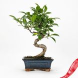 Маленькое фото 2: Бонсай Фикус ретуза 6-летний