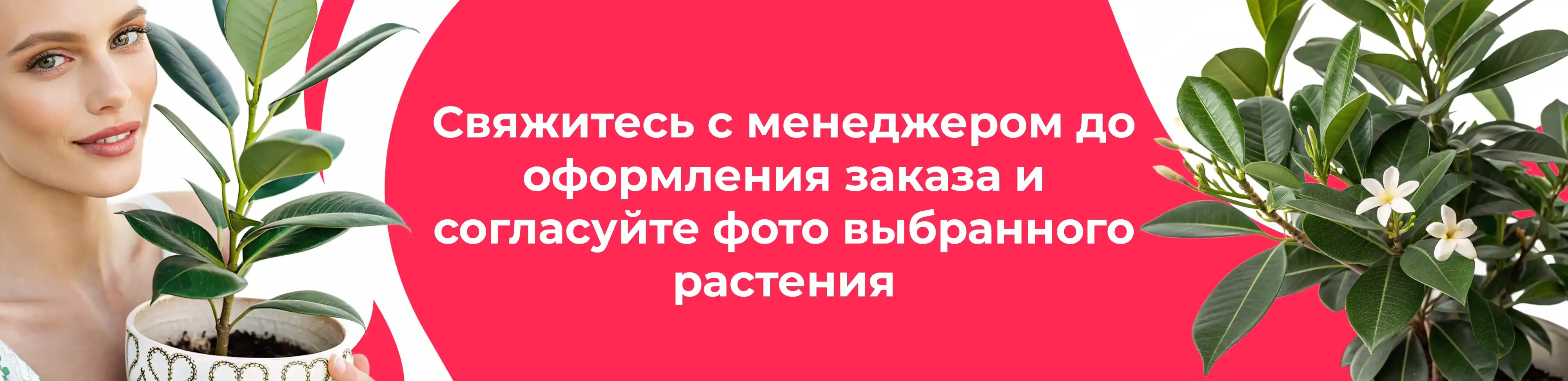 Баннер для рубрики: Фикусы
