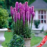 Маленькое фото 1: Лиатрис колосковый Блэйзинг Стар синий (Blazing Star Blue, луковичные растения для сада)