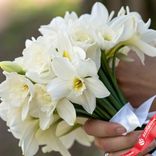 Маленькое фото 3: Букет из 15 белых нарциссов с белой лентой
