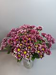 Фото флориста 1: 15 кустовых малиновых хризантем, Голландия