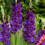 Маленькое фото 2: Гладиолус Пёпл Флора (Purple Flora)
