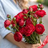Маленькое фото 1: Букет из 7 кустовых пионовидных красных роз, Голландия