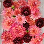 Маленькое фото 3: Георгин Антик Блаш Микс (Antique Blush Mix)