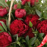 Маленькое фото 4: Букет из 20 красных пионов в корзине с зеленью