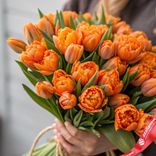 Маленькое фото 2: 39 пионовидных оранжевых тюльпанов, Голландия