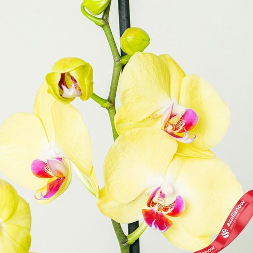 Фото 4: Орхидея желтая
