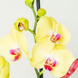 Маленькое фото 4: Орхидея желтая