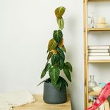 Маленькое фото 2: Филодендрон Меланохризум «Черное золото»