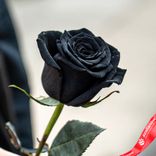 Маленькое фото 3: Роза черная, 60 см, Россия