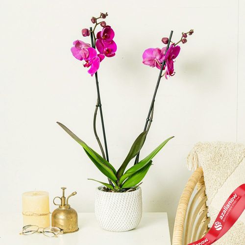 Фото 3: Орхидея фиолетовая
