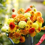 Маленькое фото 1: Георгин Санни Микс (Sunny Mix)