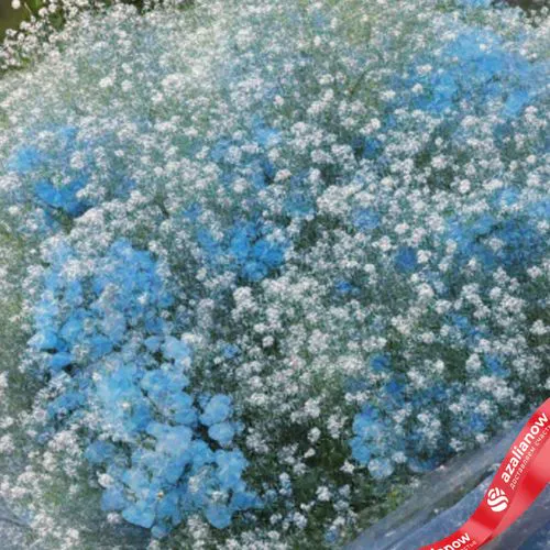 Фото 3: Букет из 25 голубых гипсофил в пленке