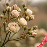 Маленькое фото 2: Роза кустовая микс, Голландия