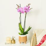 Маленькое фото 3: Орхидея светло-розовая (домашние растения в горшках)