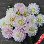 Маленькое фото 2: Георгин Свит Натали (Sweet Nathalie)