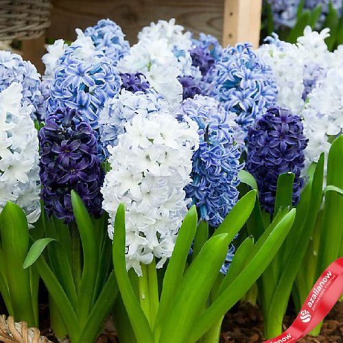Гиацинт Блю Микс (Blue Mix)