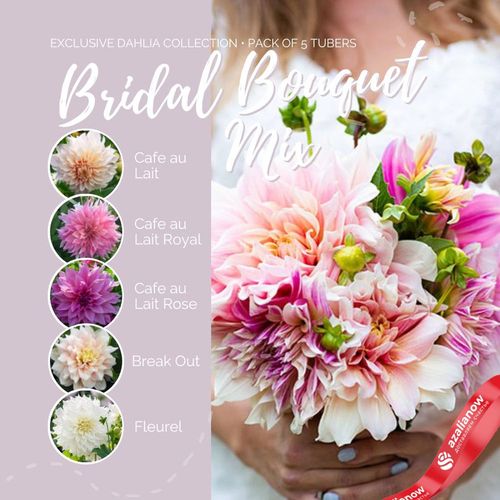 Фото 4: Георгин Брайдал Букет Микс (Bridal Bouquet Mix)