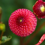 Маленькое фото 2: Георгин Помпон Бурлеск (Pompon Burlesca)