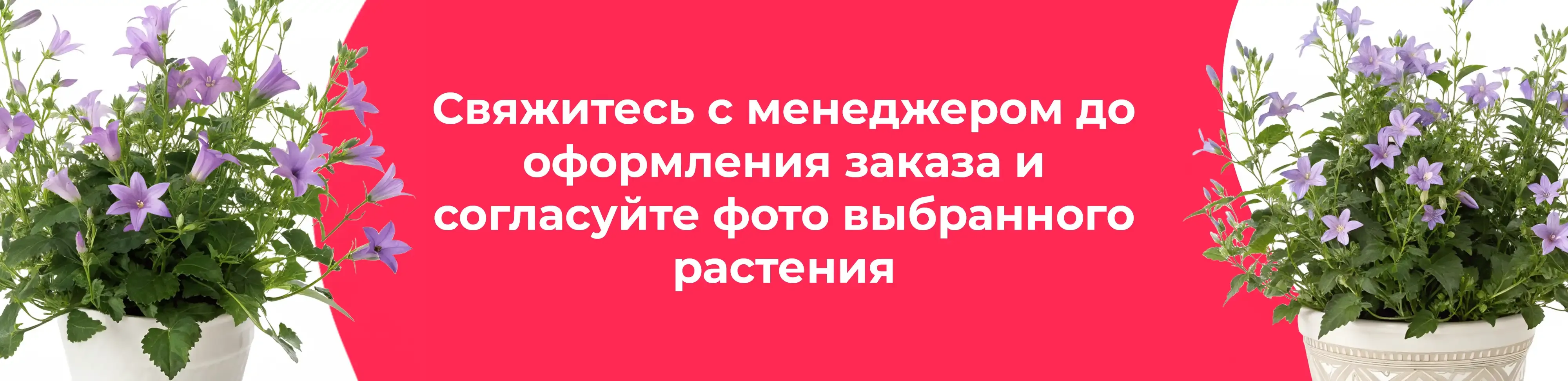 Баннер для рубрики: Кампанулы