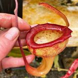Маленькое фото 3: Непентес Джамбан