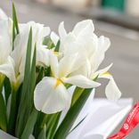 Маленькое фото 3: Букет из 7 белых ирисов в белой пленке