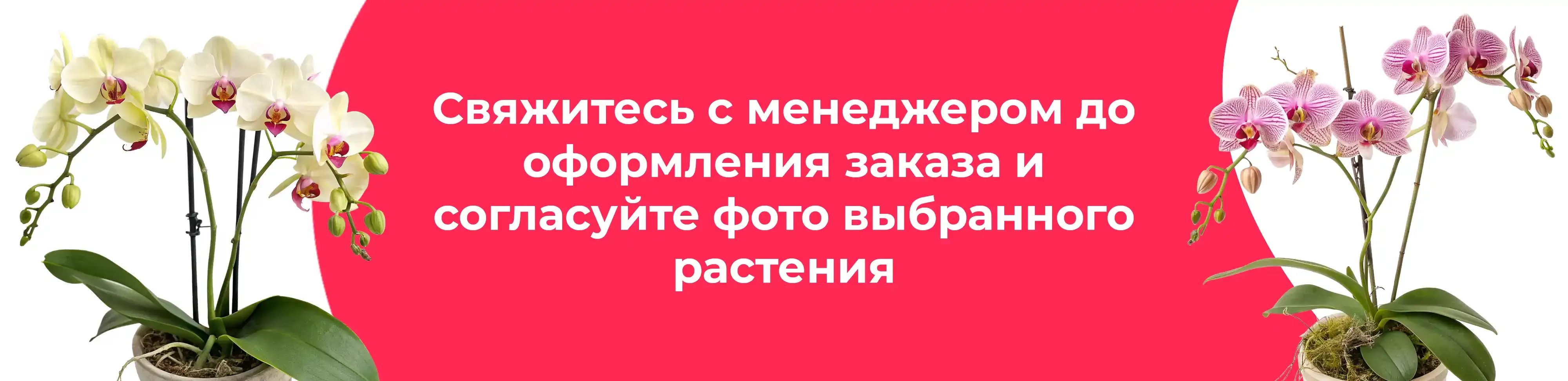 Баннер для рубрики: Премиум фаленопсисы
