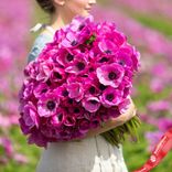 Маленькое фото 2: Анемон Пинк (Pink)