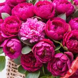 Маленькое фото 3: Корзина 101 малиновый пион с эвкалиптом
