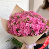 Маленькое фото 1: Букет из 35 розовых флоксов в крафте