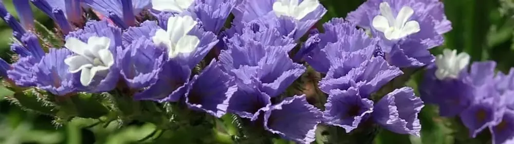 Статицы