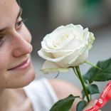 Маленькое фото 2: Роза белая, Эквадор, 70см