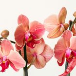 Маленькое фото 4: Орхидея оранжевая