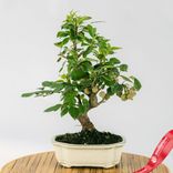 Маленькое фото 5: Бонсай Яблоня 10-летняя