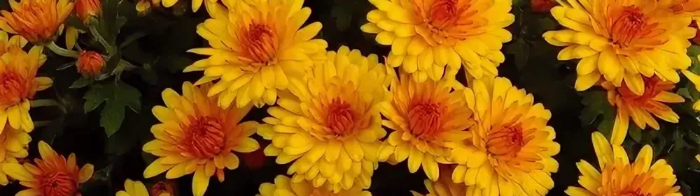 Хризантемы мультифлора