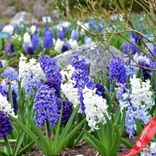 Маленькое фото 2: Гиацинт Блю Микс (Blue Mix)