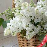 Маленькое фото 2: Корзина с белой сиренью M