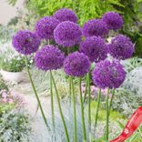 Маленькое фото 3: Аллиум Тол Пёрпл Сенсэйшн (Tall Purple Sensation)