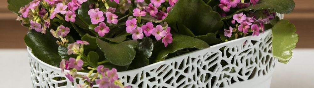Пластиковые ящики для растений