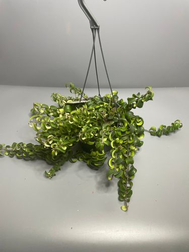 Фото флориста 1: Рипсалисы