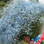 Маленькое фото 2: Букет из 25 голубых гипсофил с голубой лентой