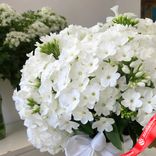 Маленькое фото 2: Букет 51 белого флокса с белой лентой