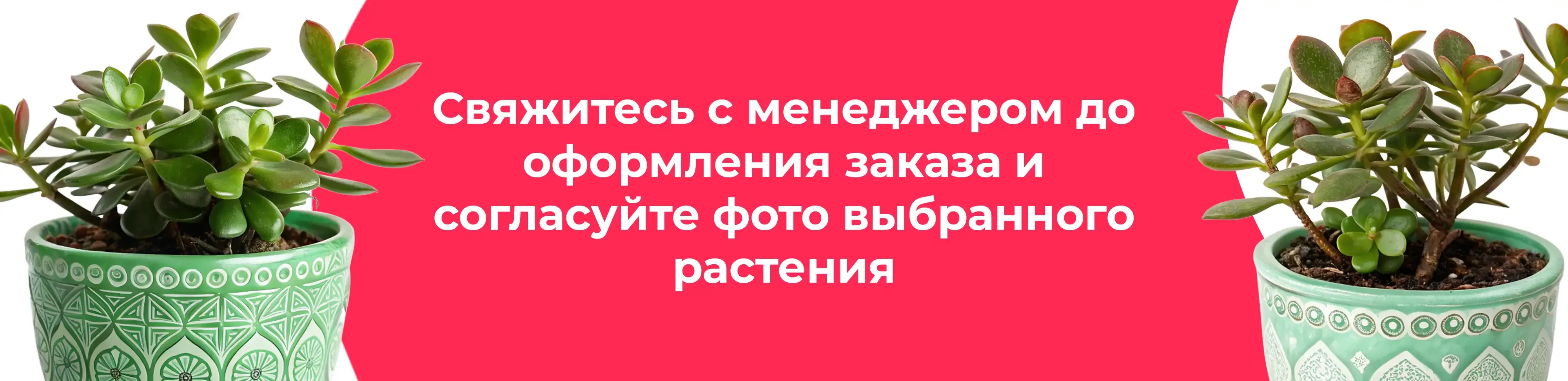 Баннер для рубрики: Крассулы