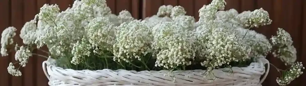 Маленькие гипсофилы