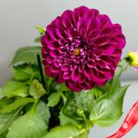 Маленькое фото 4: Георгин «Микс» для высадки в грунт, D13 см