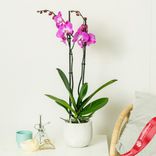 Маленькое фото 2: Орхидея темно-розовая