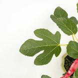 Маленькое фото 4: Бонсай фикус Карика 10-летний