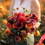 Маленькое фото 2: Георгин Олд Роуз Микс (Old Rose Mix)