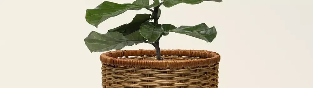 Кашпо из ротанга для цветов