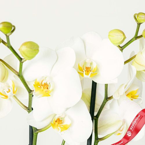 Фото 4: Орхидея белая